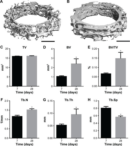 Figure 8 Micro-CT three-dimensional reconstruction of peri-implant bone with 1 mm with G/nHA/PA66 screws 7 (A) and 28 days (B) after operation. Peri-implant bone structural indices of G/nHA/PA66 materials (C–H).Note: *P<0.05 compared to the respective control (n=5 specimens/group).Abbreviations: BV, bone volume; BV/TV, bone volume/trabecular volume; G/nHA/PA66, graphene/nanohydroxyapatite/polyamide66; Tb.N, trabecular number; Tb.Th, trabecular thickness; Tb.Sp, trabecular separation; TV, trabecular volume; micro-CT, micro-computed tomography.