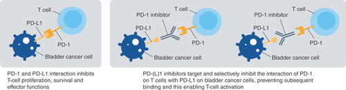 Figure 1. Mechanism of action of PD-(L)1 inhibitors. PD-1: Programmed cell death-1; PD-L1: Programmed cell death-ligand 1.