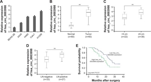 Figure 1 Hsa_circ_0003998 expression was upregulated in NSCLC cells and tissues.