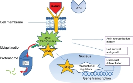 Figure 1 Free RANKL (ie, not bound by osteoprotegerin [OPG]) binds to the transmembrane RANK receptor, which upregulates intracellular signal transducers which are involved in cytoskeletal organization, cell motility, growth and survival, and some also bind NF κB. After ubiquitination, signal transducers are released from NF κB and degraded by proteasomes. NF κB can than migrate to the nucleus, were it upregulates transcriptional regulators that start osteoclastogenic gene transcription.Citation2