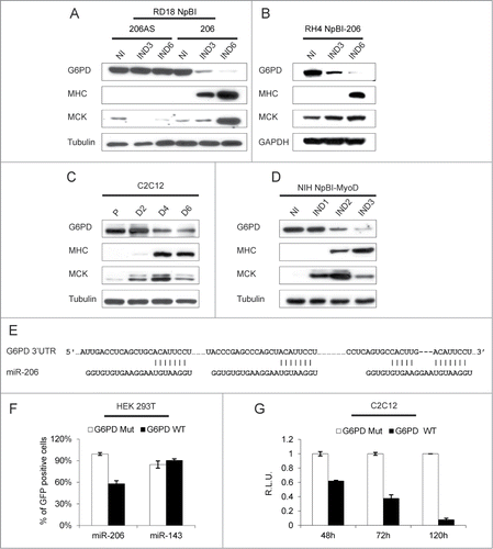 Figure 6. G6PD is downregulated during myogenic differentiation and is a direct target of miR-206. (A) Western blot analysis of the indicated proteins in RD18 cells infected with either a control (NpBI-206AS, antisense) or a miR-206-expressing (NpBI-206) lentiviral vector, treated or not with doxycycline for the indicated days (not induced, NI; induced, IND). (B) Western blot analysis of the indicated proteins in RH4 NpBI-206 cells, treated or not with doxycycline for the indicated days (not induced, NI; induced, IND). (C) Western blot analysis of the indicated proteins in C2C12 cells grown in proliferation medium (P) and after 2, 4 and 6 days in differentiation medium (D2, D4 and D6). (D) Western blot analysis of the indicated proteins in NIH NpBI-MyoD cells treated or not with doxycycline for the indicated days (MyoD not induced, NI; MyoD induced, IND). (E) Schematic representation of the 3 MREs of the human G6PD 3’ UTR aligned with the miR-206 sequence. The complementary of the miR-206 sequence with the MREs is indicated. (F) Flow cytometry quantification of GFP expression in HEK 293T cells co-transfected with wild type or mutant G6PD sensor construct along with miR-206 or miR-143 as a control. (G) Relative luciferase expression of C2C12 cells transfected with either wild type or mutant G6PD luciferase sensor construct, after 48, 72 and 120 hours in differentiation medium. For each time point, luciferase counts obtained with the control plasmid were set at 1.