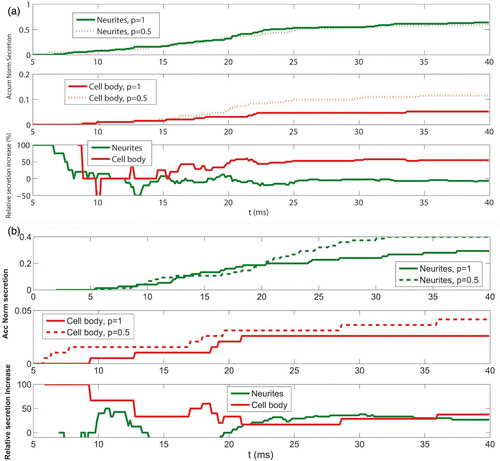 Figure 5. Cytoskeletal influence in calcium elevations and secretion in both the cell body and the neurite terminals. (a) Upper panel: temporal dependence of the normalized accumulated secretory response obtained in neurites when the calcium influx corresponding to a depolarizing pulse from−80 to 0 mV lasting 20 ms is simulated. The results obtained for two values of the porosity parameter (p) are plotted: p=1 (solid line) and p=0.5 (dotted line). Middle panel: same as upper panel, but for the cell body cortex. Lower panel: relative increase in secretion obtained when the porosity parameter value decreases from p=1 to p=0.5. The results are shown for neurites (green line) and the cell body cortex (red line). (b) Same as (a) but for a depolarizing pulse from−80 to 40 mV.