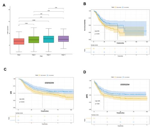 Figure 3 Correlation analysis between THBS1 expression and prognostic survival in STAD patients. (A) Differential expression of THBS1 in different pathological stage. (B) Kaplan-Meier OS curves of survival differences among TCGA-STAD cohort. (C) Kaplan-Meier OS curves of survival differences among GSE62254 dataset. (D) Kaplan-Meier DFS curves of survival differences among GSE62254 dataset.