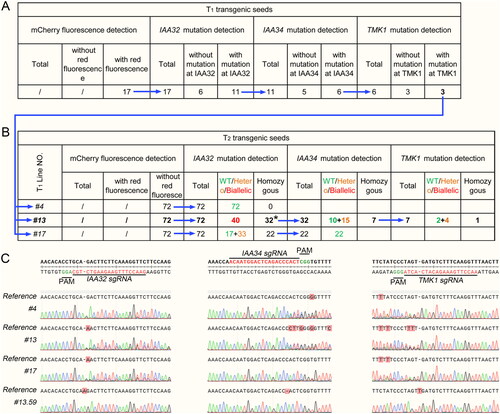 Figure 4. Results of selecting Cas9-free gene edited plants in T2 generation. The blue arrows represent the process of identification. (A) Statistical results of mCherry fluorescence in T1 generation and mutations at three loci in the lines with mCherry fluorescence. (B) Summary of the genotypes of T2 generation. The asterisk indicates that the homozygotes have two genotypes. (C) Sequencing results of three sgRNAs loci were obtained in T1 lines #4, #13 and #17 and T2 line #13.59.