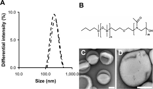 Figure 1 Chemical composition, size, and morphology of PDMS-PMOXA Ps-containing QDs. (A) Size distribution of Ps determined by DLS. Average diameter of Ps was 200 nm (dashed line: empty Ps, dot-dashed line: Ps-containing QDs); (B) chemical structure of PDMS-PMOXA amphiphilic block copolymers; (C) TEM analysis of Ps; (D) TEM analysis of Ps-containing QDs.Note: The scale bars represent 100 nm.Abbreviations: DLS, dynamic light scattering; PDMS-PMOXA, poly(dimethylsiloxane)-poly(2-methyloxazoline); Ps, polymersomes; QDs, quantum dots; TEM, transmission electron microscopy.