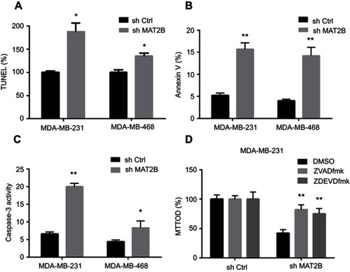 Figure 3 MAT2B knockdown activates apoptosis in TNBC cells. Cells were transfected with control shRNA or MAT2B shRNA, then harvested for apoptosis analyses. TNBC cells were examined using the TUNEL (A), FACScan (B), and caspase-3 activity (C) assays. In (D), cells were co-treated with 50 μM of the caspase-3 inhibitor zDEVDfmk or the pan caspase inhibitor zVADfmk, and cell viability was tested with the MTT assay. *p<0.05, **p<0.01.