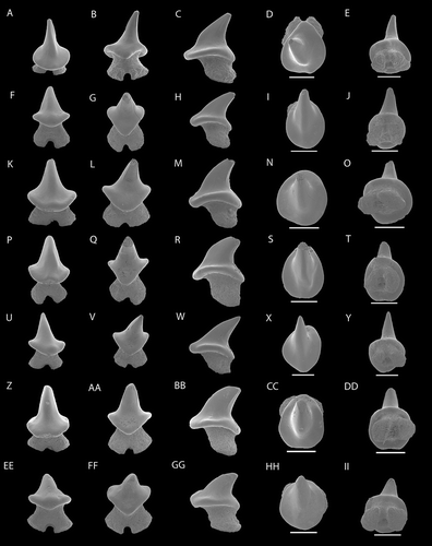Figure 3. SEM photographs of teeth of Raja amphitrita sp. nov. NRM-PZ P16264, (A), labial; (B), lingual; (C), profile; (D), occlusal; (E), basal views, NRM-PZ P16263, (F), labial; (G), lingual; (H), profile; (I), occlusal; (J), basal views, NRM-PZ P16262, (K), labial; (L), lingual; (M), profile; (N), occlusal; (O), basal views; NRM-PZ P16261, (P), labial; (Q), lingual; (R), profile; (S), occlusal; (T), basal views; NRM-PZ P16260, (U), labial; (V), lingual; (W), profile; (X), profile; (Y), basal views; NRM-PZ P16259, (Z) labial; (AA), lingual; (BB), profile; (CC), occlusal, (DD), basal views; NRM-PZ P16258, (EE) labial; (FF), lingual; (GG), profile; (HH), occlusal; (II), basal views.Note: Scale bar equals 1 mm.