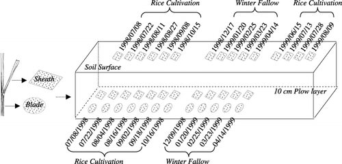 Figure 1  Schematic illustration of rice straw placement and sampling dates in a Japanese paddy field. Twelve blade and 12 sheath samples in the 10-cm plow layer were scheduled, as well as 15 sheath samplings on the soil surface. Standing water (5 cm) was above the soil surface during rice cultivation unless the field was drained.
