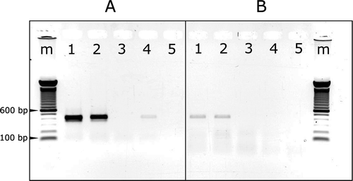 Fig. 2 (Colour online) Agarose gel analysis of RT-PCR products stained with EtBr. The RT-PCR products were generated using primer pair AHVd-13F_PG & AHVd-12R_PG (a) and AHVd-88F_PG & AHVd-87R_PG (b). m = 100 bp Invitrogen ladder, 1 = PG_NS15_05 (symptomatic), 2 = PG_OK15_05 (symptomatic), 3 = PG_OK15_07 (asymptomatic), 4 = AP_SD15_ASS1, 5 = RT-PCR negative control.