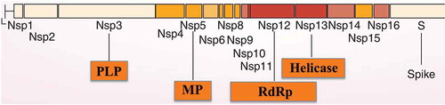 Figure 1. Open reading frame 1 (ORF1) genomic organization of SARS-CoV-2. In the orange boxes, the four enzymes that might be targeted by antiviral drugs: papain-like protease (PLP), main protease (MP), RNA-dependent RNA polymerase (RdRp) and helicase.
