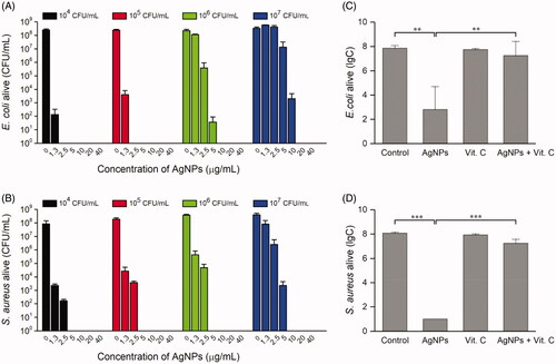 Figure 3. Ascorbic acid eliminates the lethal effects of AgNPs on E. coli and S. aureus. MBC values of various concentrations (on the top of the panel) of E. coli (A) and S. aureus (B) that were treated with serial concentrations of AgNPs at 37 °C for 12 h. 107 CFU/mL of E. coli (C) and S. aureus (D) were treated with 10 μg/mL AgNPs and/or 800 μM vit. C for 3 h. The living bacteria in all experiments were counted on agar plates after neutralizing AgNPs with 1 mmol/L Na2S. The data collected from 3 independent experiments were expressed as mean ± SD. ∗∗p < 0.01, and ∗∗∗p < .001.