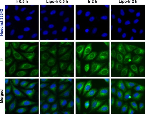 Figure 2 Cellular uptake of Ir and Lipo-Ir into A549 cells after treatment with 8 μM Ir and equivalent Lipo-Ir (green) for 0.5 or 2 h.Note: Hoechst 33342 (blue) was also used to identify the cellular nuclei.Abbreviations: Ir, iridium; Lipo-Ir, Ir-loaded PEGylated liposomes; PEG, polyethylene glycol.