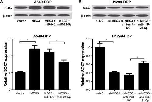 Figure 5 MEG3 improved SOX7 expression via modulating miR-21-5p.