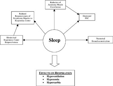 Figure 1 The multiple effects of sleep on normal breathing.