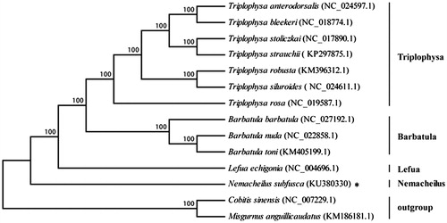 Figure 1. A neighbour-joining (NJ) tree of the N. subfusca. Two species of the Cobitinae (Cobitis sinensis and Misgurnus anguillicaudatus) were selected as outgroups. The numbers show the bootstrap value. The asterisk indicated the species in this study.