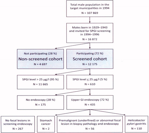 Figure 1. Design of the feasibility study on screening for gastric cancer in middle-aged men in two Finnish cities in 1994–1996 using a biomarker.