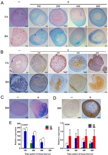 Figure 7. Chondrogenic differentiation capabilities of the nine groups of MSCs. (A)–(D) MSCs in a 21-day micromass culture with non-differentiation control (−) and chondrogenic differentiation media (+). (A) and (C) Micromasses stained with Alcian blue. (B) and (D) Immunodetection of type II collagen assessed in micromasses. Scale bar: 100 μm. (E) Quantitative real-time polymerase chain reaction measurements of the expression levels of the chondrogenic markers Sox9 and Col2a1. mRNA levels were measured in three independent samples (n = 3). Data are expressed as mean ± standard deviation. *P < .05. FA, fibrous ankylosis; BA, bony ankylosis; BM, bone marrow; MSCs, mesenchymal stromal cells.