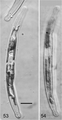 Figs 53–54. Climaconeis inflexa from Guam. Fig. 53. Cell with plastids in focus. Fig. 54. Cell with striae in focus. Scale bar = 10 µm.