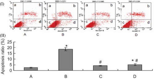 FIGURE 4. Effect of PGE1 and probucol on MG-induced HK-2 cells apoptosis using flow cytometric analysis. Apoptosis ratio (%): (apoptosis cells/total cells) × 100%. (I) Flow cytometric analysis. (II) Densitometric analysis. A: control; B: 0.5 mmol/L MG; C: 0.5 mmol/L MG + 2μg/L PGE1; D: 0.5 mmol/L MG + 20 μmol/L probucol. Population a (annexin V−/PI+) is considered necrotic cells; population b (annexin V+/PI+) is considered late stage apoptotic cells; population c (annexin V+/PI−) is considered early apoptotic cells; population d (annexin V−/PI−) is considered normal HK-2 cells. Apoptotic ratio: *p < 0.01 versus control; #p < 0.01 versus 0.5 mmol/L MG group (n = 4).