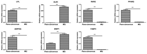 Figure 5. qRT-PCR analysis of the hub genes in the PPAR signalling pathway. GAPDH was used as the reference gene. ** indicates that the gene expression was significantly different between the MU and the para-cancerous scar tissues (p <0.01).