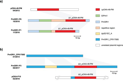 Figure 3. Graphical representation of the novel genomic islands PmGRI1-P1/P6 (a) and PmGRI1-P3 and the plasmid pOXA-P10 (b). Genetic structures are colour encoded according to the legend. Grey areas between the structures indicate regions of high sequence homology. Numbers below the name label describe the isolation date of the according isolate.