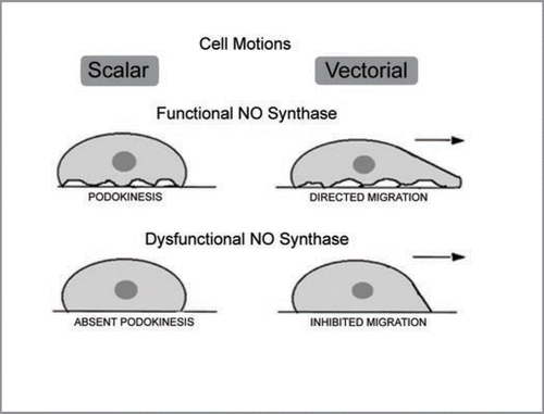 Figure 2 A schematic rendition of the concept of podokinesis—spontaneous or NO-stimulated turnover of focal adhesion complexes resulting in changes of tractional forces applied by the cells on the extracellular matrix. This is a scalar type of micromotion. This scalar motion is a prerequisite for acquisition of a directional movement when guidance cues are applied.