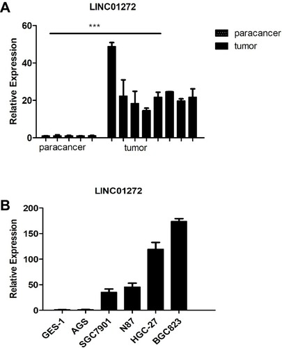 Figure 2 LINC01272 was upregulated in GC. (A) The mRNA levels of LINC01272 were analyzed by RT-PCR in GC tissues and para-cancer tissues (***p<0.001). (B) The mRNA levels of LINC01272 were analyzed by RT-PCR in five GC cell lines (AGS, SGC7901, N87, HGC-27, and BGC823) and gastric normal epithelial cell line (GES-1).Abbreviation: RT-PCR, real-time polymerase chain reaction.