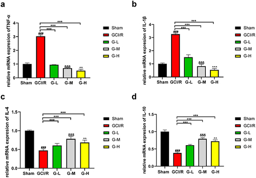 Figure 4 Quercetin effectively inhibited inflammatory responses in the prefrontal cortex after 48 hours of reperfusion. qPCR analysis of TNF-α (a), IL-1β (b), IL-4 (c) and IL-10 (d) protein expression. Compared with the sham group, ###P < 0.001. Compared with the GCI/R group, ***P < 0.001. Compared with the G-L group, δδδP < 0.001. Compared with the G-M group, ^^P < 0.01, ^^^P < 0.001.
