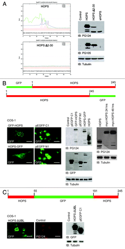 Figure 2. Study of iHOPS production. (A) Analysis of signal peptide of HOPS. Left: analysis of the cleavage sites of HOPS. Representation of the SPP site prediction of HOPS (top) and of the mutant HOPS Δ2–30 (bottom) by Signal 4.1 program. Right: western blot analysis of proteins extracted from cells transfected with HOPS, HOPS Δ2–30 and sHOPS cDNAs. The control has been performed with the transfection of the empty plasmid. For the detection - HOPS PG124 and HOPS PG105 antibodies have been used. Tubulin antibody was used as loading control. (B) Analysis of the GFP-HOPS and HOPS-GFP mutants. Top: schematic representation of the structure of the GFP-HOPS and HOPS-GFP mutants. Bottom: Left, localization of mutant proteins in COS-1 cells transfected with GFP-HOPS and HOPS-GFP. Cell transfected with plasmids pEGFP C1 and pEGFP N1 were used as control. All transfected cells were stained with the HOPS PG105 antibody. Bars indicate 10 μm. Middle, western blot analysis of protein lysates of cells transfected with pEGFP C1 GFP-HOPS, pEGFP N1, HOPS-GFP, and HOPS using HOPS PG124, and GFP antibodies. Control: empty plasmid transfection. Tubulin antibody was used as loading control. Right, blot analysis of proteins extracted from cells transfected with HOPS and myc-HOPS cDNA using HOPS PG124 antibody. Transfection of myc-HOPS is shown at 24 and 48 h. Tubulin antibody was used as loading control. (C) Analysis of the mutant HOPS-ΔUBL. Top: schematic representation of the HOPS-ΔUBL mutant. Bottom: Left and middle, HOPS immunofluorescence analysis in COS-1 cells transfected with HOPS-ΔUBL cDNA and HOPS cDNA as control (control). Antibodies against GFP and PG124 have been used for the detection. Bars indicate 10 μm. Right, western blot analysis of proteins extracted from cells transfected with the HOPS-ΔUBL and pEGFP C1 cDNA using anti-GFP antibody. The transfection of the empty plasmid has been performed as control. Tubulin antibody was used as loading control.