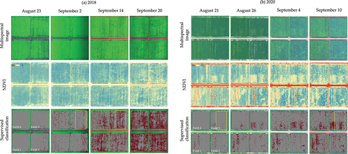Figure 6. Spatial variation in the time series of multispectral image (RGB = R-NIR-G in 2018 and R-G-B in 2020), NDVI ((NIR-R)/(NIR+R)), and the supervised classification in (a) 2018 and (b) 2020. The supervised classification model classified the 1 × 1 meshes into damaged (red) and nondamaged (white). Miss planted places were set to nondamaged. The four studied fields were the same in 2018 and 2020.