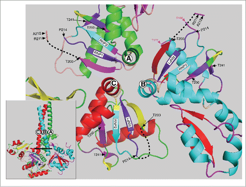 Figure 3. Top view of the C-terminal half of the ORF1p trimer. This structure (also based on the PDP file 2yko) shows a top view of the 3 trimers starting with the last heptad (LQWIEDY) of the coiled coil - as if the trimer was resected at the heavy line in the insert and then rotated toward the viewer. The hinge between the carboxy terminus of the coiled coil and the N-terminus of the RRM is in tan (see Fig. 2) and the RNP2 and RNP1 motifs are respectively in teal and deep purple for each monomer as also indicated on Figures 1 and 2. The PKA sites and surrounding amino acids are also colored the same for each monomer as indicated in the lower right insert of Figure 2. The black dashed lines show the location of the missing amino acids (starting at P204) in each monomer (also see upper left insert, Fig. 2) and red box c in Figure 4. Other than these features the major secondary structures of monomers A, B and C are colored differently. For each of the respective monomers these are: α helices, green, teal, and red; β sheets, magenta, red, and yellow; loops, tan, magenta and green. The amino acid positions indicated in magenta in the monomer B structure flank the amino acids (167–172, corresponding to mauve box a, Figure 4) that are missing from the X-ray structure of the RRM just 3’ of RNP2.