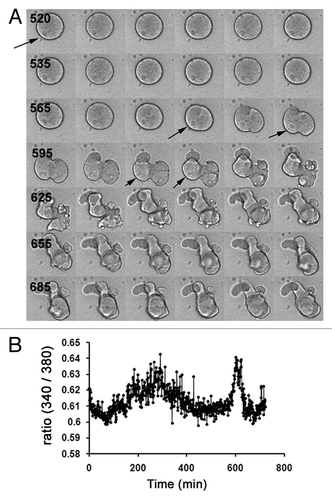 Figure 4. Roscovitine does not inhibit Cai changes induced by MAPK1/3 inactivation in unfertilized eggs. (A) Image sequence from 505 to 710 min showing changes in the morphology of a representative egg injected with fura-2 and treated with 5 µM U0126 and 20 µM roscovitine. Time between 2 images is 5 min (time displayed in black). This egg showed movements of the nucleus which remained until at least 610 min (arrows) and kept its round shape until 575 min. (B) Changes in Cai in the egg shown in (A).