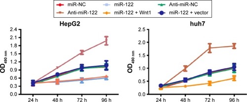 Figure 5 MTT assay detecting the effects of miR-122 on cell proliferation of HepG2 and huh7 cells.