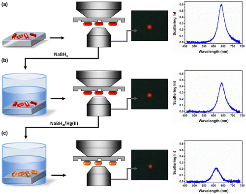 Figure 2. Schematic of Au nanorod amalgamation detection with substrate-immobilized nanorods: Darkfield microscopy is firstly performed on Au nanorod substrates and a scattering spectrum is recorded of selected nanorod (a); Substrates are immersed in NaBH4 solution and the spectrum of the same selected nanorod is recorded by darkfield spectroscopy (b); Substrates are immersed in HgCl2/NaBH4 solution and the nanorod spectrum is recorded again by darkfield spectroscopy (c).