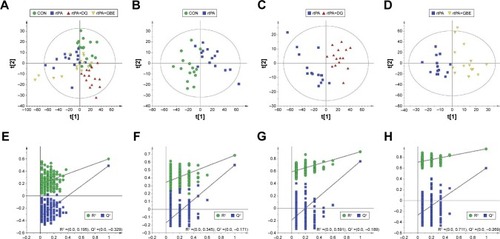 Figure 1 Metabolomic analysis of PFC samples from CON, rtPA, rtPA+DG, and rtPA+GBE rats. (A) PLS-DA score plot for the comparison of CON, rtPA, rtPA+DG, and rtPA+GBE rats, (B) PLS-DA score plots for pairwise comparisons between CON and rtPA, (C) rtPA and rtPA+DG, or (D) rtPA and rtPA+GBE. (E) Statistical validation of the PLS-DA model by permutation testing of CON, rtPA, rtPA+DG, and rtPA+GBE rats, statistical validation of the PLS-DA model by permutation testing between (F) CON and rtPA, (G) rtPA and rtPA+DG, or (H) rtPA and rtPA+GBE. The criterion used for determination of validity was that all blue Q2 values to the left were lower than the original points to the right.