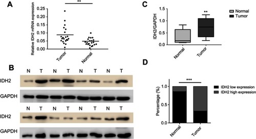 Figure 2 Expression levels of IDH2 in thyroid cancer and adjacent normal tissues.Notes: (A) In 19 of 21 paired samples of thyroid tissues, it is shown that the mRNA level of IDH2 is significantly higher in tumor than adjacent normal tissue by quantitative real-time PCR. (B) Western blot analysis with eight pairs of thyroid cancer and adjacent normal tissues. (C) IDH2/GAPDH values of eight pairs of thyroid tissues. (D) Comparison of the expression of IDH2 immunohistochemistry in thyroid cancer and adjacent normal tissues. Values are expressed as mean ± SD of three independent experiments. **p<0.01, ***p<0.001.Abbreviations: T, thyroid cancer tissues; N, adjacent normal tissues.