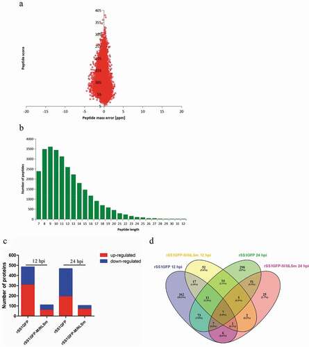 Figure 3. MS identified information based on proteomics analysis of DEPs in BSR-T7/5 cells infected with rSS1GFP and rSS1GFP-M/NLSm. (A) Average peptide mass error. (B) All identified peptides length distribution. (C) Numbers of DEPs during infection with rSS1GFP or rSS1GFP-M/NLSm virus relative to mock infection at 12 and 24 hpi. (D) The distribution of DEPs during rSS1GFP or rSS1GFP-M/NLSm infection at 12 and 24 hpi using Venn diagram analysis.