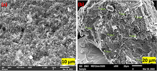 Figure 3 HR-SEM image of AgNPs synthesized by M. peregrina leaf extract at different scales: (a) 10 μm and (b) 20 μm.