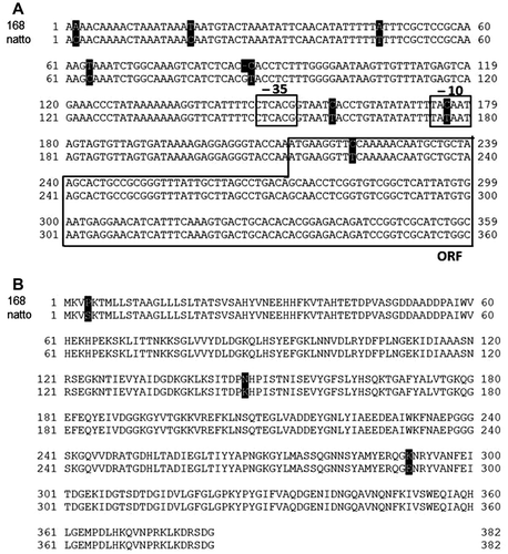 Fig. 2. Comparison of the nucleotide sequences of the promoter regions (A) and amino acid sequences of the gene products (B) in B. subtilis strain 168 and the natto starter.Notes: (A) The nucleotide sequences of the phy promoter regions in 168 (embl/genbank/ddbj ID: gb CP010052.1) and the natto starter (natto) were aligned for comparison using CLUSTALW (http://clustalw.ddbj.nig.ac.jp/). Differences between residues are shown as white letters on a black background. The –35 and –10 regions of putative promoter and N-terminal part of the coding region (ORF) are boxed as indicated. (B) The amino acid sequences of the phy gene products were compared in a similar manner.