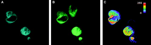 Figure 5.  FRET with CFP-Munc 18-1 and YFP-syntaxin wild-type in CHO-cells. CHO-cells were double transfected with CFP-Munc 18-1 and YFP-syntaxin wild-type. Thirty-six hours later localization of proteins was visualized with a CCD camera. (A) CFP-channel, (B) YFP-channel, (C) FRET-channel. To correct for the bleed-through Net-FRET was calculated as described in ‘Methods’. Images were then pseudo-colored. The color bar represents relative degree of Net-FRET within the cells.