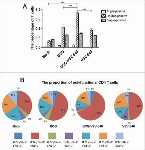 Figure 4. BCG priming and VSV-846 boosting increased the percentage of polyfunctional (T)cells. Mouse splenocytes 24 weeks after the BCG challenge were isolated and the cells were stained with specific cytokine antibodies and subjected to flow cytometry. (A) Percentage of polyfunctional T cells producing IFN-γ, TNF-a, or IL-2 in total CD4+ T cells. (B) Pie chart analysis of proportions of all single-, double-, and triple-positive CD4+ T cells. Results were expressed as the mean ± SD (n = 6) from three independent experiments. ###P < 0.001.