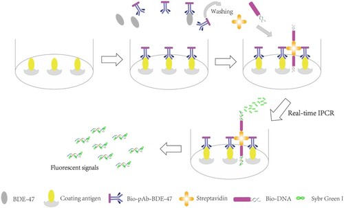 Figure 1. Principle of the BA-IPCR method. Fluorescent signals were produced when SYBR Green I (contained in the SYBR Green I Real-Time PCR Master Mix) combined with double-stranded DNA. The fluorescent signals were enhanced with the amplification of DNA.