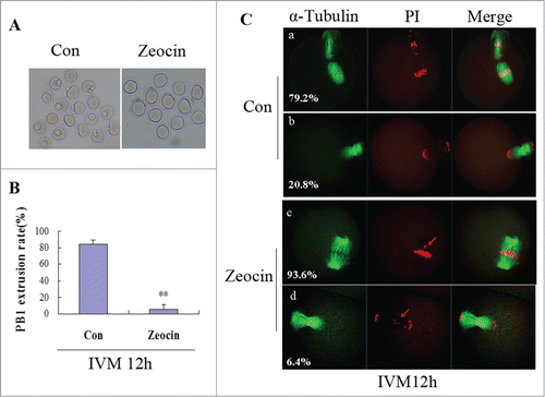 Figure 2. Severe DNA DSBs oocytes did not reach the MII stage at 12 h of IVM. (A) Oocytes with or without zeocin treatment were maturated in M2 medium for 12 h. (B) The percentage of PB1 extrusion in oocytes undergoing GVBD at 2 h of IVM was analyzed at 12 h of IVM. Two asterisks indicate dramatically significant difference compared to the control group (P < 0.01). (C) Spindle assembly and chromosome alignment at 12 h of IVM. Oocytes in the 2 groups were stained with anti-α-tubulin-FITC antibody and PtdIns. The percentages of each type are indicated.