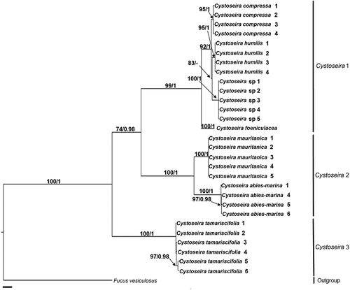 Fig. 2. Phylogenetic tree of concatenated psbA, mt23S, cox1 and nad1 partial genes obtained by Bayesian inference (BI) for the Canary Islands specimens of Cystoseira sensu lato. Maximum likelihood (ML) gave the same topology. ML bootstrap values (≥ 70%) and Bayesian posterior probabilities (≥ 0.95) respectively, are indicated adjacent to the branches. All sequences were generated in this study. Scale = 0.01.