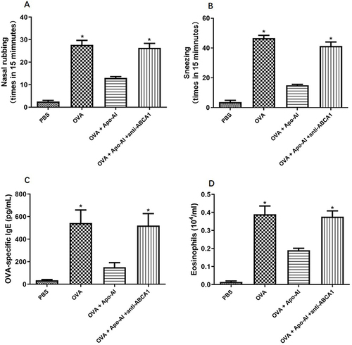 Figure 3 The effect of Apo-AI in AR mice model. (A and B) The nasal symptoms of Apo-AI treated mice. (C) The serum OVA-specific IgE levels in different groups. (D) The eosinophils count in different groups. *Compared with OVA+ Apo-AI groups, P<0.05.