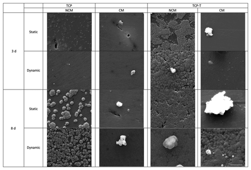 Figure 4. SEM micrographs of TCP and TCP-T samples after biomimetic study (bar = 5 µm).