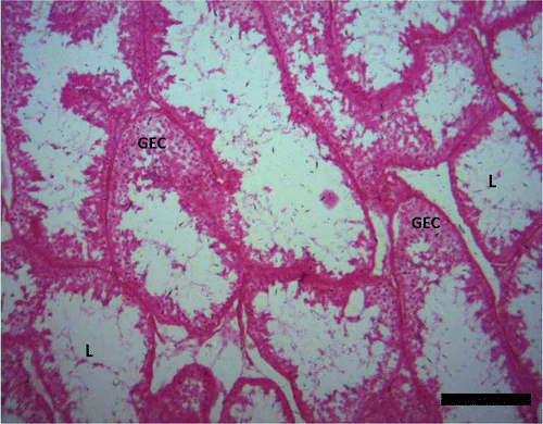 Figure 2. Photomicrograph of the testis of Pelusios castaneus. GEC: germinal epithelial cells; L: lumen (February). H&E: haematoxylin & eosin. Scale bar: 25 µm.