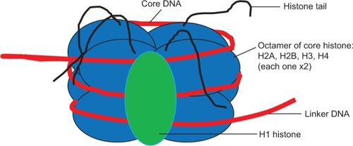 Figure 2 Nucleosome and component histones.