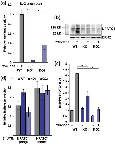 Figure 5. HuR controls IL-2 production transcriptionally and regulates NFATC1 levels upon activation. (a) Activity of a firefly luciferase reporter under the IL-2 gene promoter in WT, HuR KO1 and KO2 Jurkat cells under resting and activated conditions, n = 4. Activity was normalized to co-transfected renilla luciferase and expressed relative to WT activated cells. (b) Representative western blot of NFATC1 levels in resting and activated WT and KO cells. (c) Quantification of NFATC1 protein levels under the above conditions, n = 4. (d) Relative luciferase activity of the NFATC1 3′ UTRs, measured as in Figure 4, n = 3