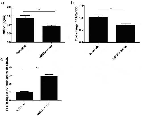 Figure 3. MMP-1 is reduced after miR-27a-3p. (a) MMP-1 was quantified by ELISA after transfection of dermal fibroblasts with microRNA27a-3p or scramble control. Data is the mean and SD *significantly different to control (P = 0.009 Students t test, n = 5) (b) PPARγ is reduced after miR27a-3p is increased. PPARγ was quantified after miR27a-3p transfection or scramble control. Data is the mean and SD. Gene expression is normalized to 18S as the housekeeping gene and shown as fold change. *significantly different compared to scramble (Students t test P = 0.006 n = 4) (c) HEK293 cells were transfected with TOPflash and then incubated with scramble mimics or microRNA27a-3p mimics plus Wnt3a (100 ng/ml). After 24 h Wnt activity was measured by luciferase activity and normalized to Renilla to normalize for transfection efficacy. Data is the mean and SD * = significant difference compared to scramble (P = <0.001 students t test; n = 4)